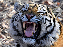 Единую базу амурских тигров создадут в России
