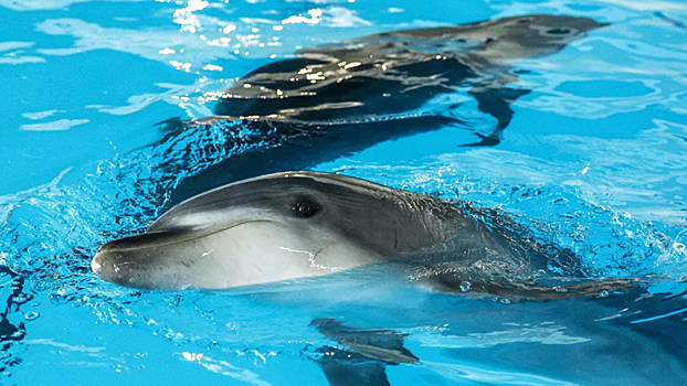 Ученые подсчитали дельфинов в Чёрном море