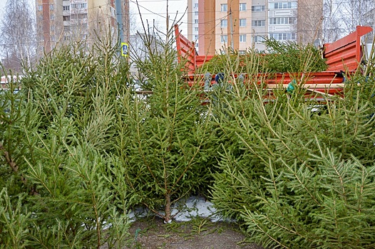Четыре факта незаконной торговли елками выявили в Нижнем Новгороде