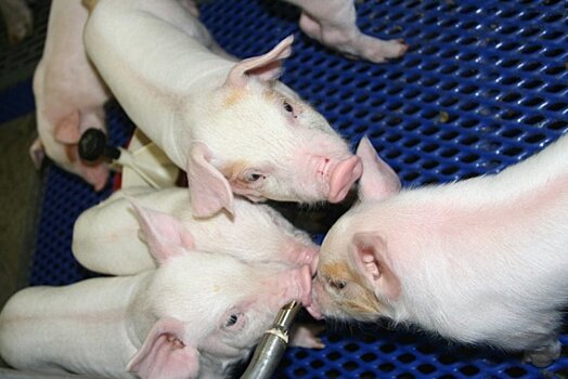 Американские ученые отрубили головы 100 свиньям, чтобы их мозг работал без тела