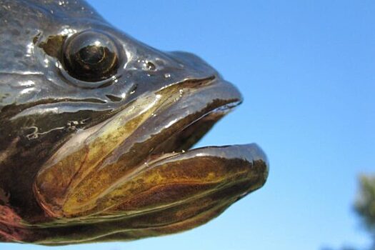 Сушеная рыба полезнее свежей: ученые сделали неожиданное открытие