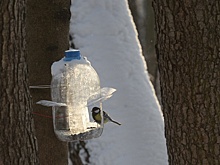 В Пензе объявили борьбу с пластиковыми кормушками