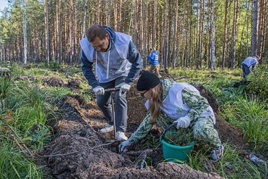 ТМК в рамках акции «Сохраним лес» поучаствовала в высадке более 24 тысяч деревьев