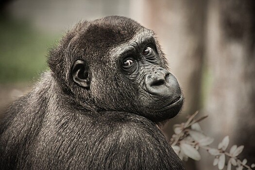 Генетики: человечество заразилось герпесом от шимпанзе