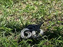 Депутат Госдумы опубликовал видео, как дрессирует в Кашине гадюку