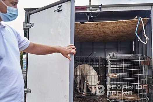 В Татарстане приняли законопроект о регулировании обращения с безнадзорными животными
