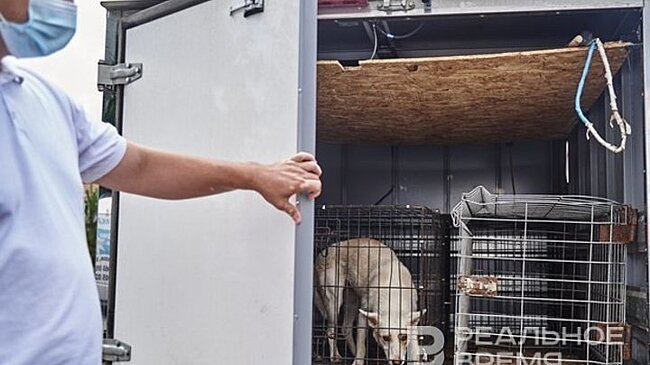 В Татарстане приняли законопроект о регулировании обращения с безнадзорными животными