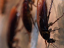 В Испании туристы столкнулись с нашествием тараканов и муравьев