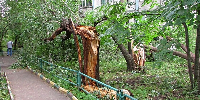 Ураган в Красноярске: повалены десятки деревьев