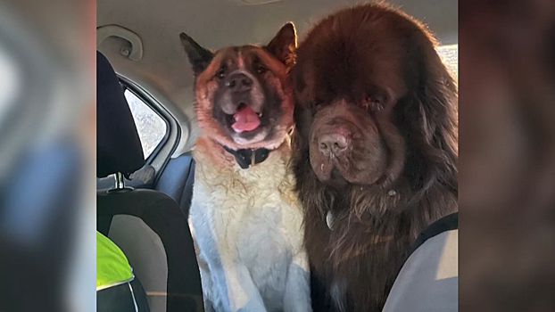 В Кемеровской области полицейские вернули хозяину потерявшихся породистых собак
