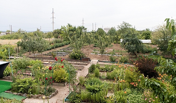 Волгоградским садоводам дали советы по выращиванию мирта дома