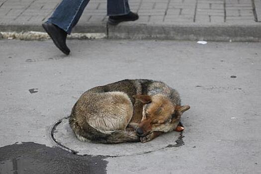 Волонтёры: уголовное дело в отношении "Права на жизнь" — попытка вернуться к усыплению бездомных собак