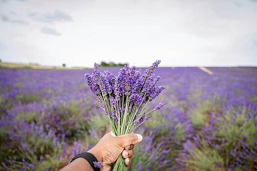 В России планируют построить парк с лавандовыми полями