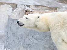 Зрители трансляций из Московского зоопарка могут проверить знания о белых медведях