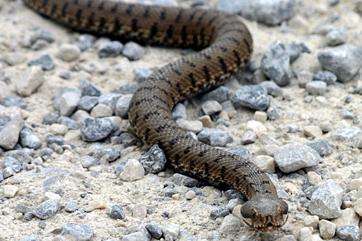 Герпетолог — о ЧП в Московском зоопарке: аспиды — серьёзно ядовитые змеи