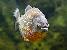 Daily Mail: в Бразилии пираньи откусили палец 7-месячному ребенку