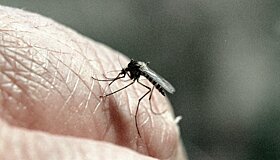 Способны ли российские комары передавать ВИЧ