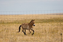 Выпуск на волю лошадей Пржевальского прошел в Оренбургском заповеднике