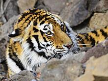 Эксперт объяснил поведение тигра, который бросился на автомобиль в Приморье