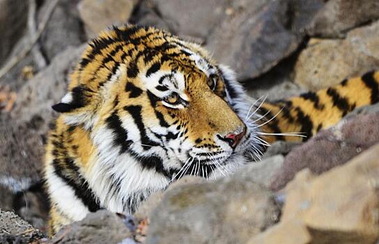 Эксперт объяснил поведение тигра, который бросился на автомобиль в Приморье