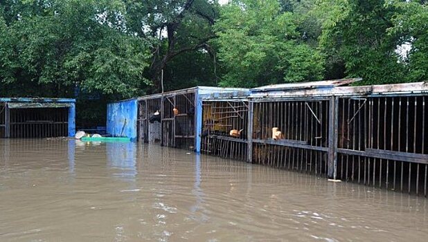 Из затопленного зоопарка в Уссурийске вывезли медведей