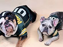 Хвостатая команда поддержки: Симона Байлз нарядила своих собак в спортивную форму мужа