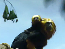 У редких львиных тамаринов родились детеныши в Новосибирском зоопарке