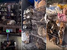 Сотни кошек в мешках и клетках были обнаружены в грузовике полицейскими