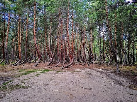 "Пьяный лес" в Рязанской области взяли под охрану государства