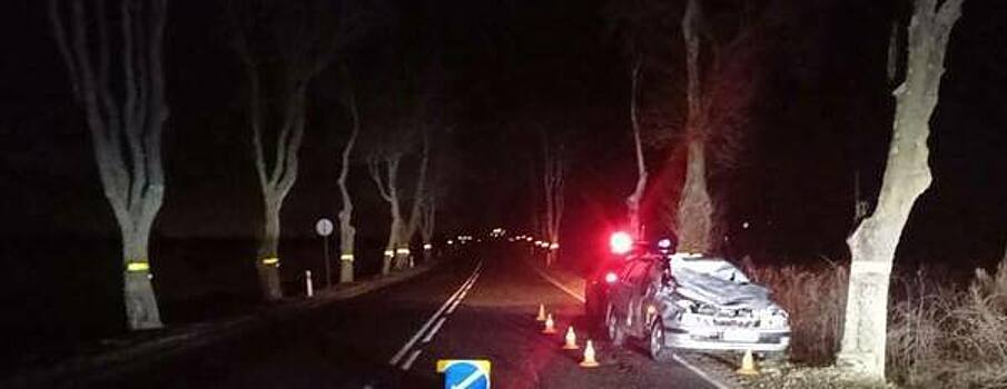 В районе Мамоново лось едва не погубил автомобилиста