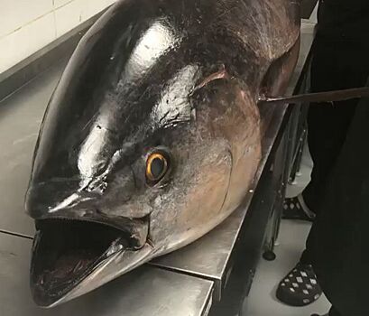 Огромного тунца размером с повара съедят сегодня в Костроме