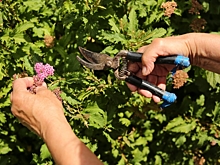 За неделю клещи покусали 106 жителей Волгоградской области