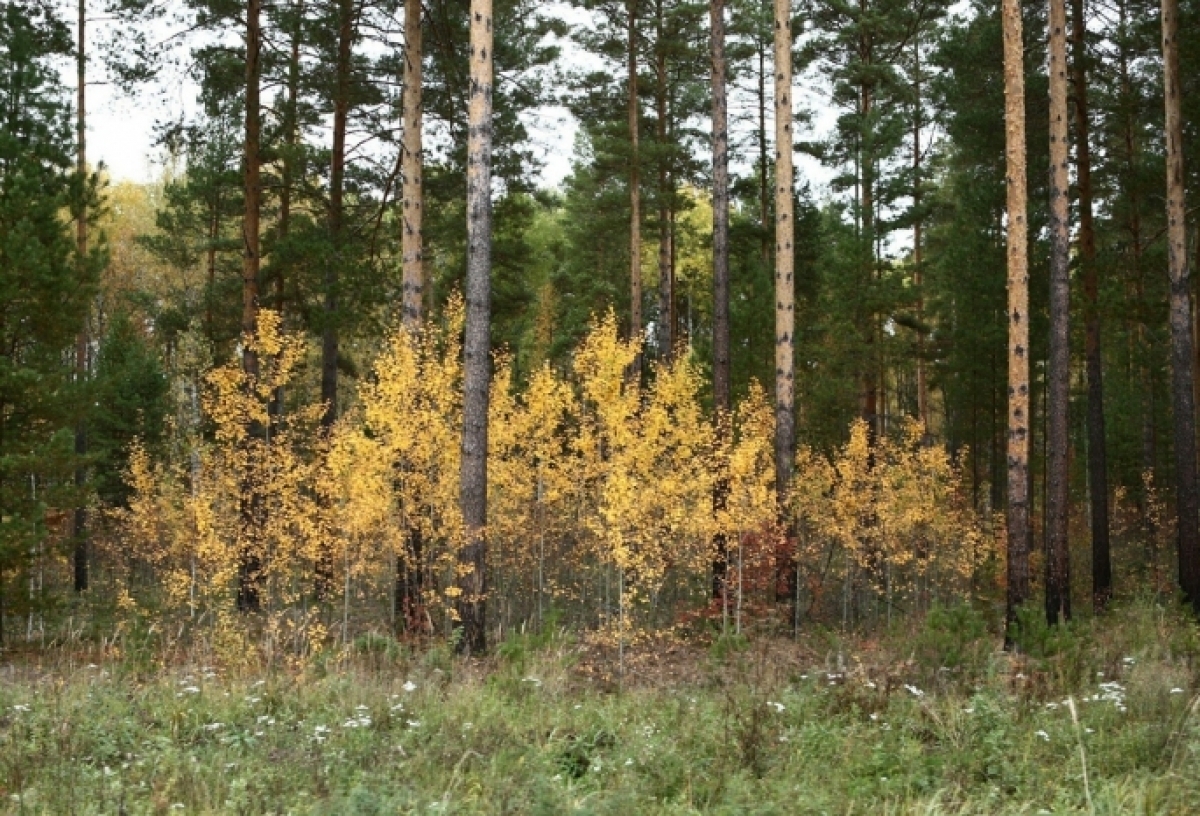 В Омске во второй раз не нашли подрядчика на санитарную вырубку городских лесов