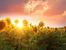 Иммунолог Суворова перечислила главные признаки аллергии на солнце