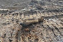 В Колпино раскопали боевой снаряд времен ВОв