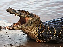 В Китае из питомника сбежали более 70 крокодилов