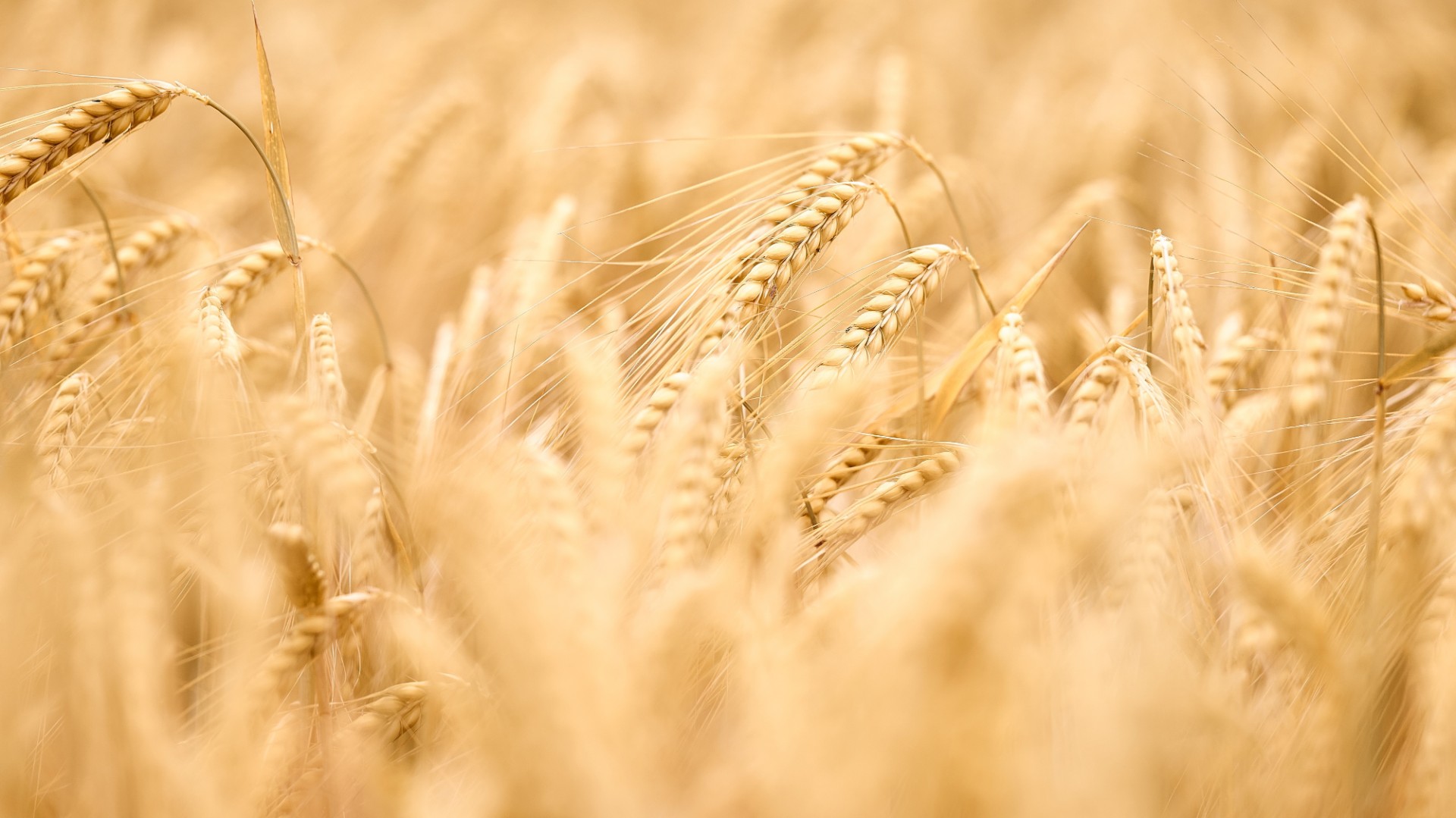Доля российский пшеницы на мировом рынке может вырасти до 30%
