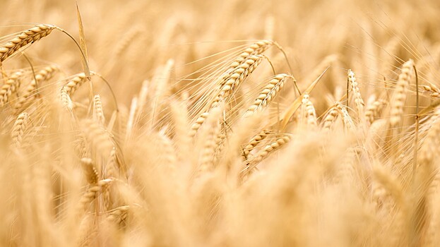 Россия два сезона подряд сохраняет лидерство по экспорту пшеницы в Пакистан