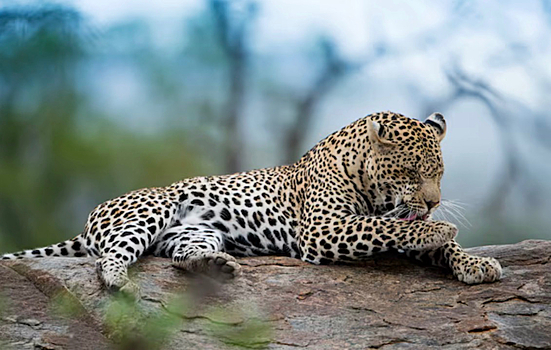 Молодая самка леопарда впервые показала «наследника» людям в Приморье