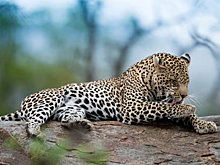 Молодая самка леопарда впервые показала «наследника» людям в Приморье