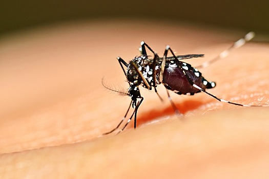 Почему комары кусают некоторых людей больше других