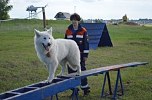 Послушание и ловкость собак: в Новосибирской области начались соревнования кинологов