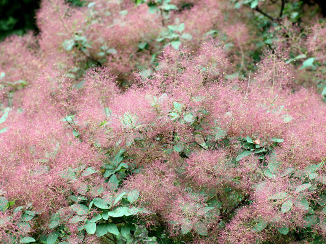 Скумпия кожевенная cotinus coggygria. Скумпия описание сортов. Скумпия описание сортов. Скумпия грейс кустарник. Скумпия кожевенная (cotinus coggygria `royal purple`).