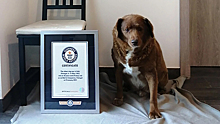 Книга рекордов Гиннесса уточнит возраст самого пожилого пса, умершего в Португалии