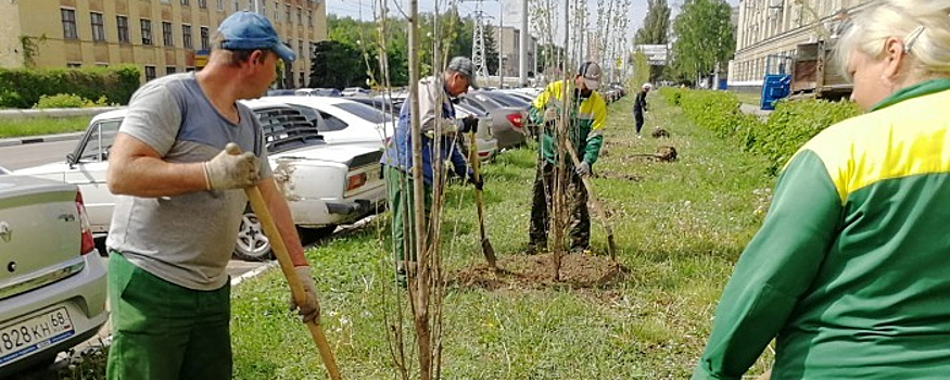 В Тамбове во второй половине сентября появятся деревья-крупномеры