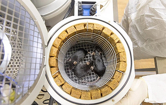 Обезьяны, мыши, мухи: когда животные начали летать в космос и как долго это продлится