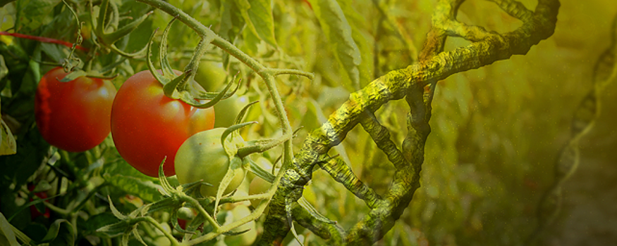 В Кировской области хотят запретить кормить детей ГМО-продуктами