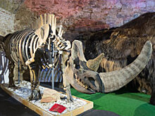 Житель якутского села нашел на своем участке бивни мамонта