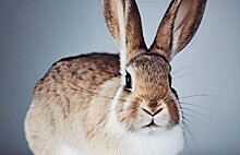 Из ветправил уши торчат: «Голоса за животных» подготовили доработки в проект изменений содержания кроликов