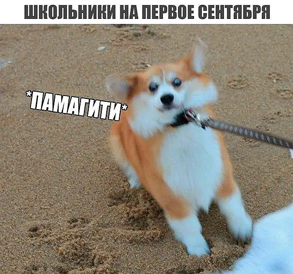 А вы видели этот взгляд?